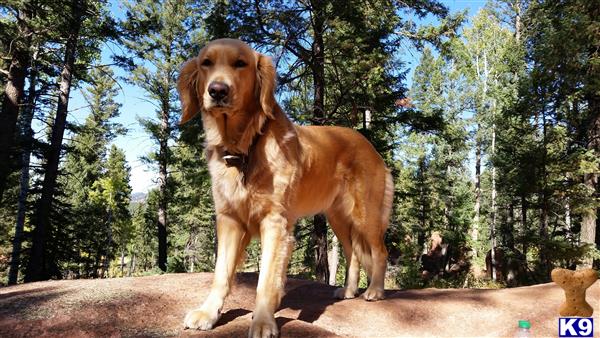 Golden Retriever female dog